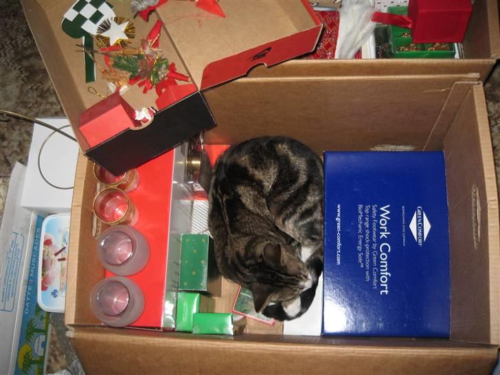 Huskat Tøffe billede 13