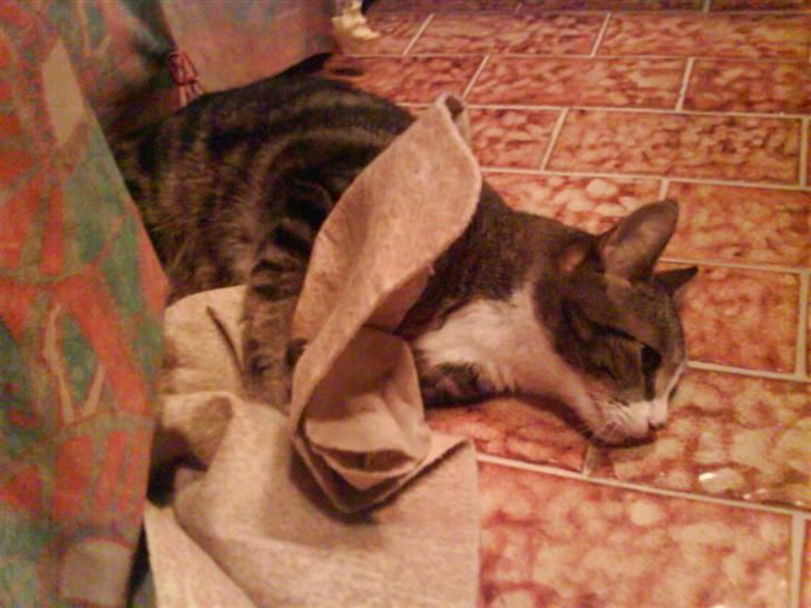 Huskat Tøffe billede 14