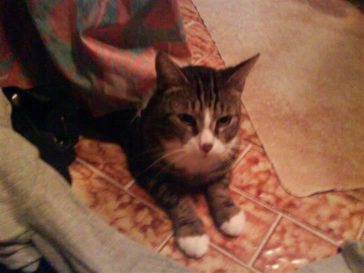 Huskat Tøffe billede 15