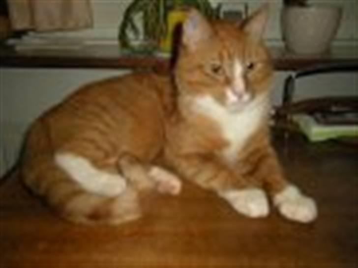 Huskat PJEVS - Jeg er godt nok ikke meget for at blive fotograferet, men OK billede 8