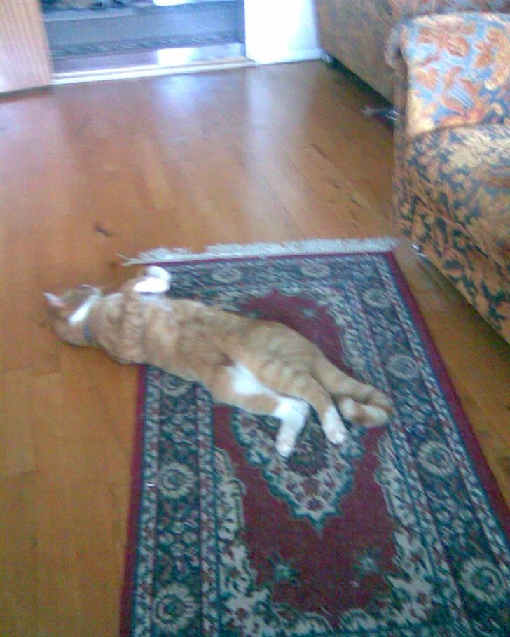 Huskat PJEVS - jeg elsker at ligge sådan. billede 9