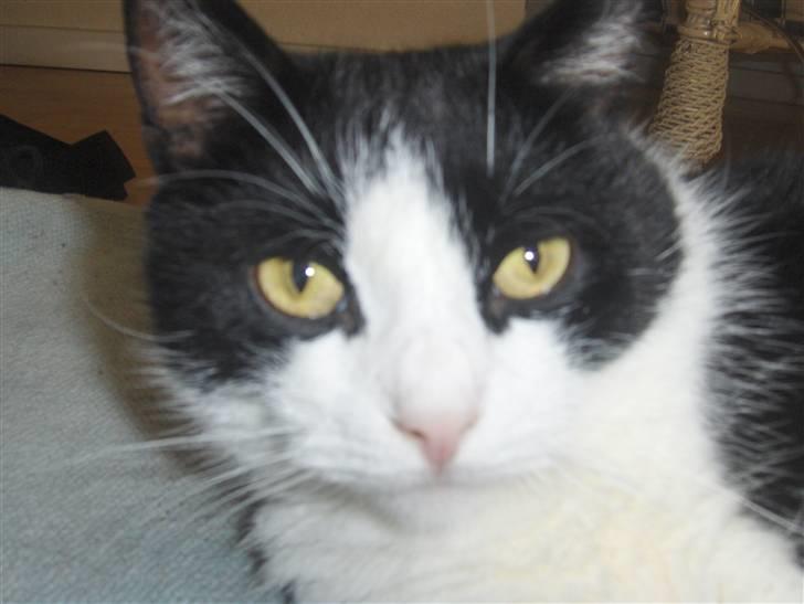 Huskat Emil billede 1