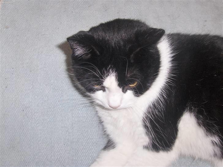 Huskat Emil billede 2