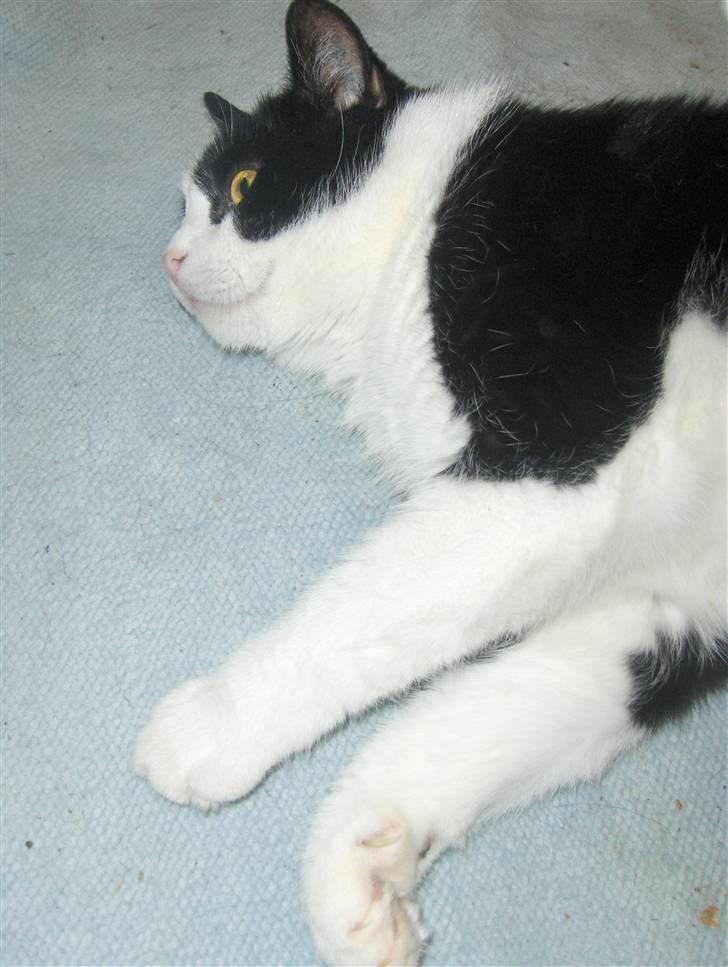 Huskat Emil billede 3