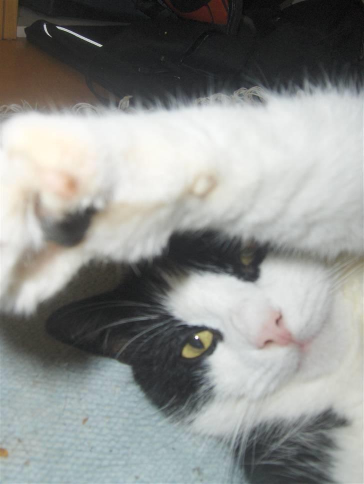 Huskat Emil billede 5