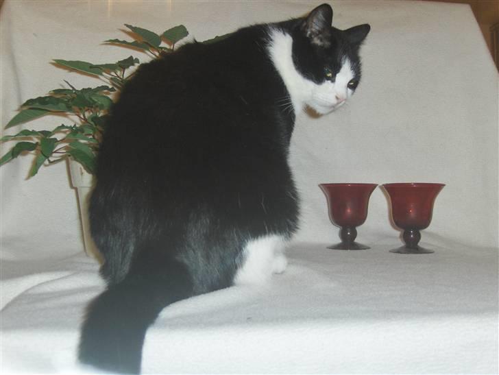 Huskat Emil billede 6