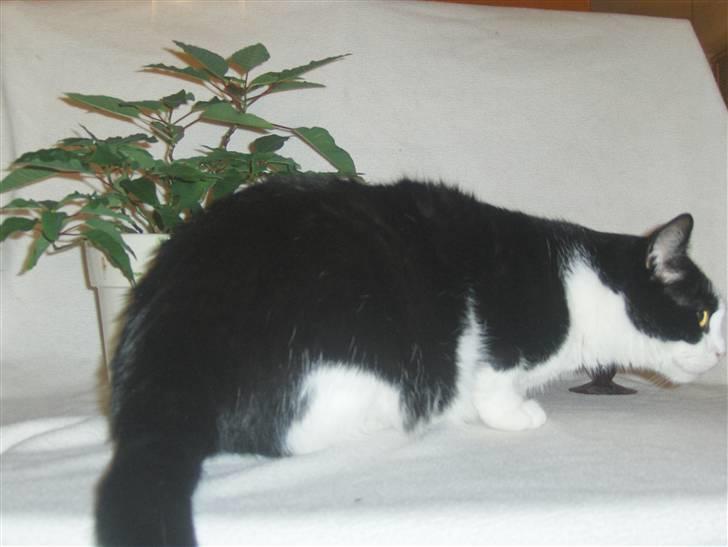 Huskat Emil billede 7