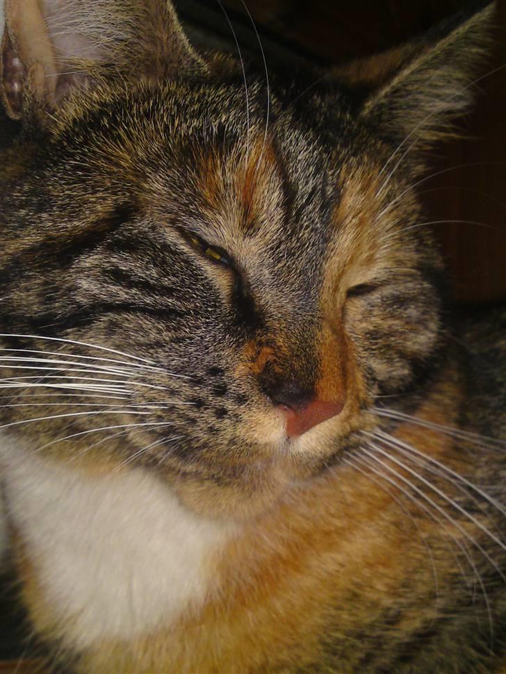 Blanding af racer Daisy R.I.P - Fotograf: Mig(Nadia) billede 1