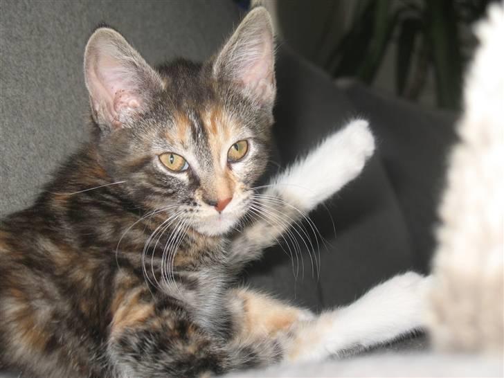 Blanding af racer Daisy R.I.P - Fotograf: Mig(Nadia) billede 2