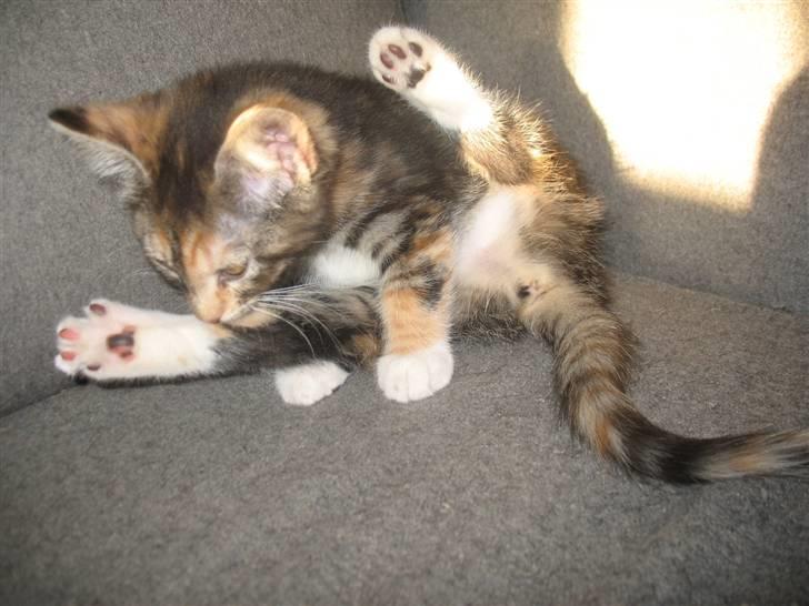 Blanding af racer Daisy R.I.P - Fotograf: Mig(Nadia) billede 3