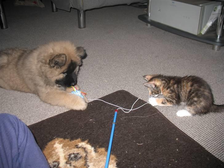 Blanding af racer Daisy R.I.P - Fotograf: Mig(Nadia) billede 4