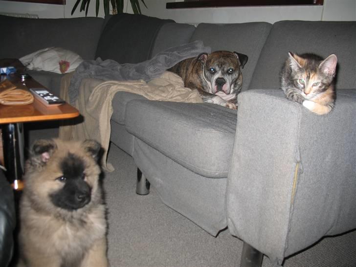 Blanding af racer Daisy R.I.P billede 5