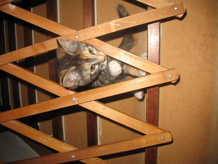 Blanding af racer Daisy R.I.P - Fotograf: Mig(Nadia) billede 6