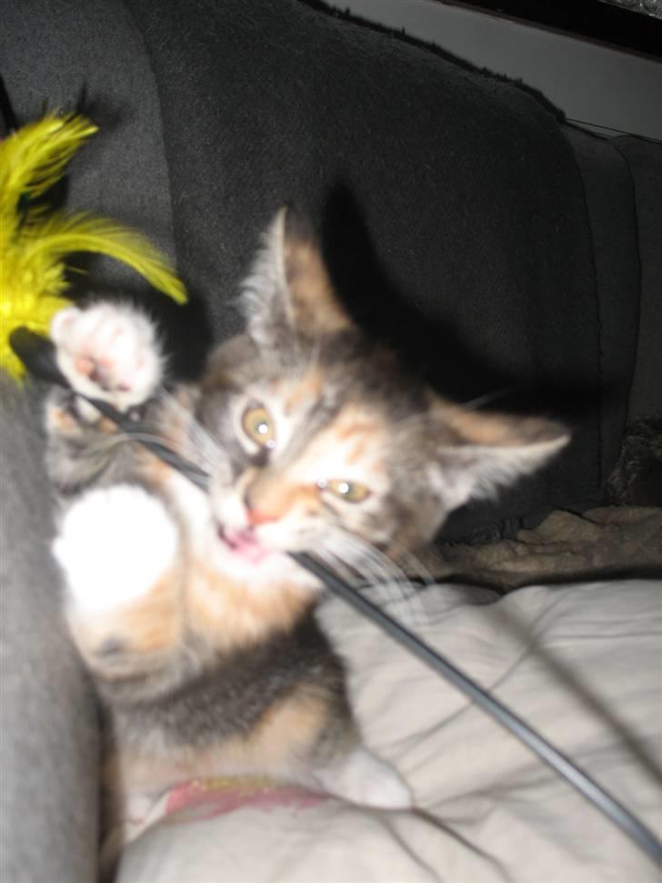 Blanding af racer Daisy R.I.P - Fotograf: Mig(Nadia) billede 7