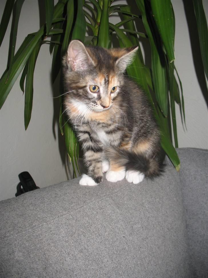 Blanding af racer Daisy R.I.P - Fotograf: Mig(Nadia) billede 8