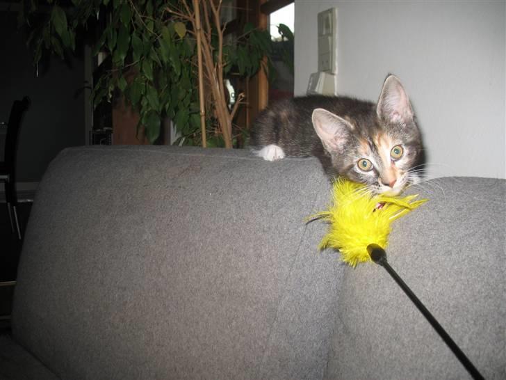 Blanding af racer Daisy R.I.P - Fotograf: Mig(Nadia) billede 9