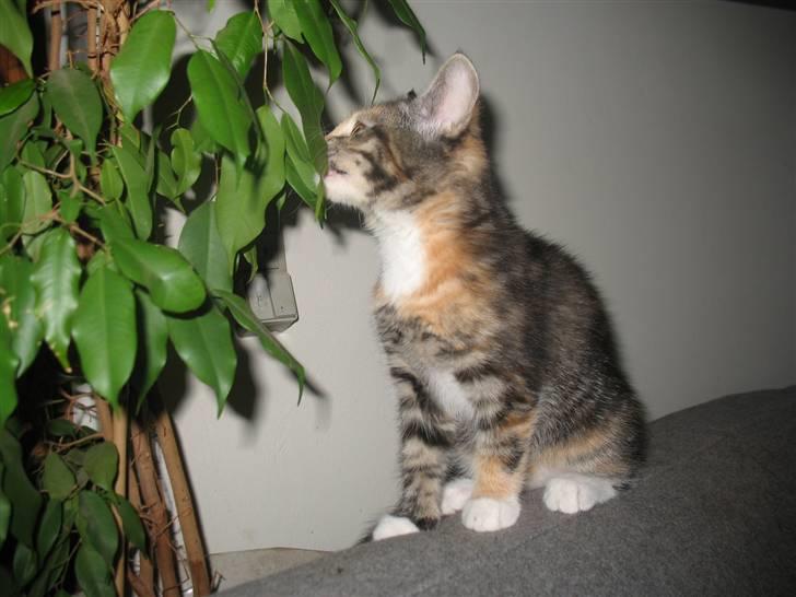 Blanding af racer Daisy R.I.P - Fotograf: Mig(Nadia) billede 10