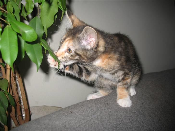 Blanding af racer Daisy R.I.P - Fotograf: Mig(Nadia) billede 11