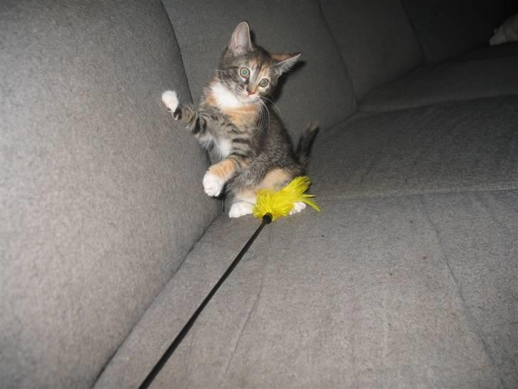 Blanding af racer Daisy R.I.P - Fotograf: Mig(Nadia) billede 12