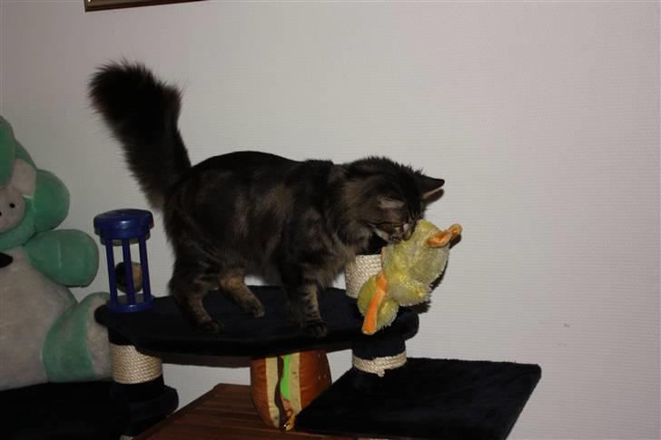 Blanding af racer Simba  Harboe - Jeg må hellere tage den med mig. billede 7