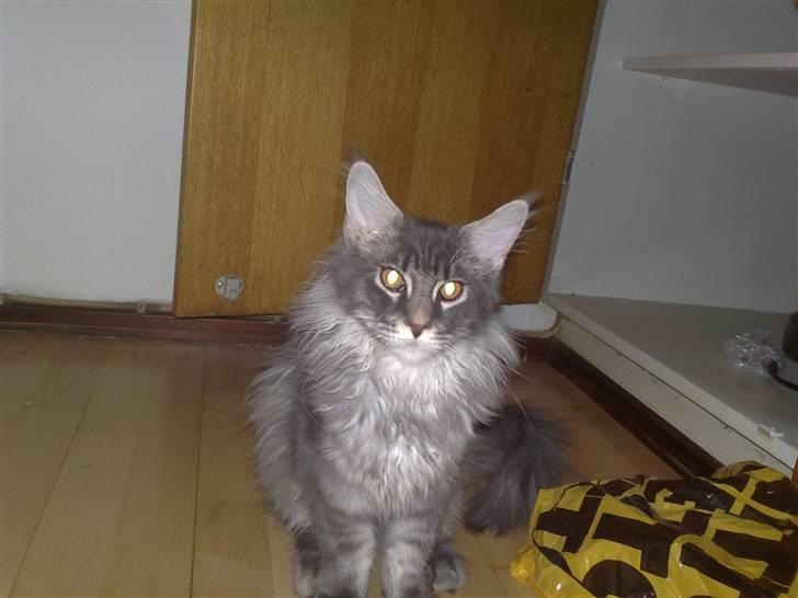 Maine Coon Gigolo Maximus billede 7