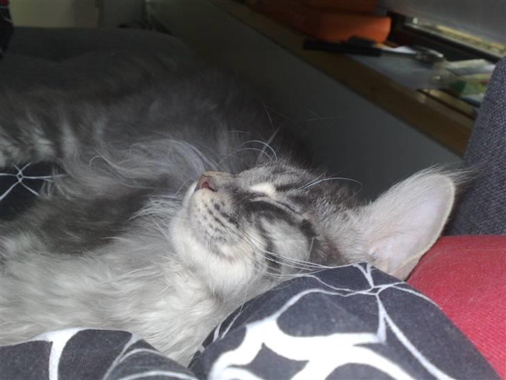 Maine Coon Gigolo Maximus billede 8