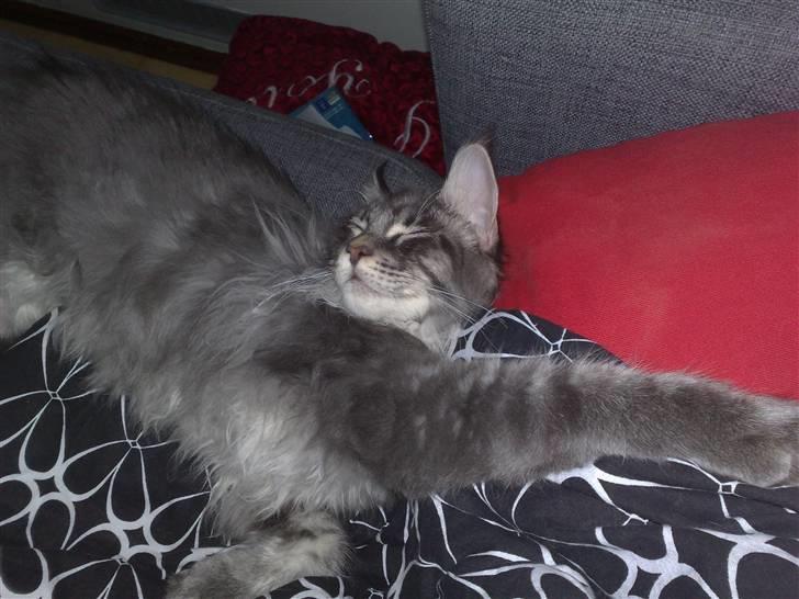 Maine Coon Gigolo Maximus billede 9