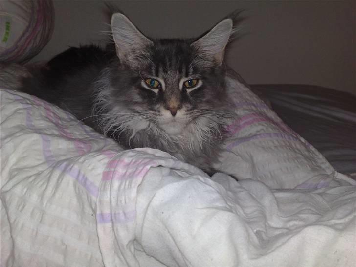 Maine Coon Gigolo Maximus billede 10
