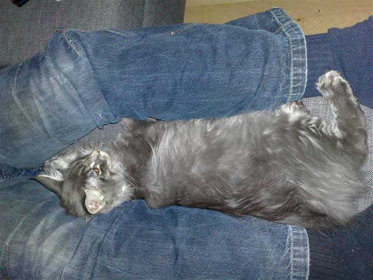 Maine Coon Gigolo Maximus billede 11