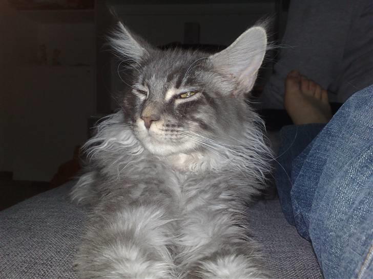 Maine Coon Gigolo Maximus billede 12