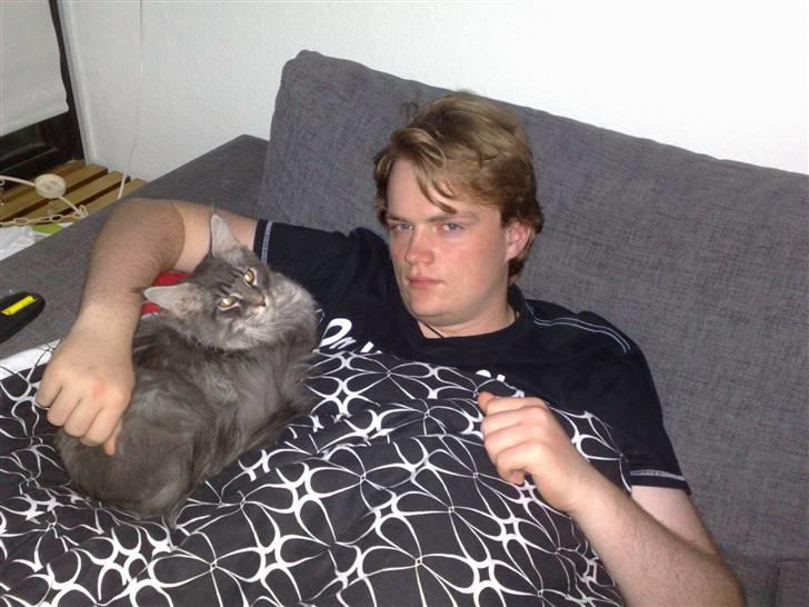 Maine Coon Gigolo Maximus billede 13