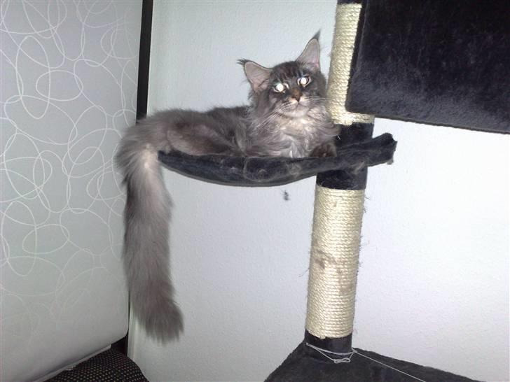 Maine Coon Gigolo Maximus billede 14