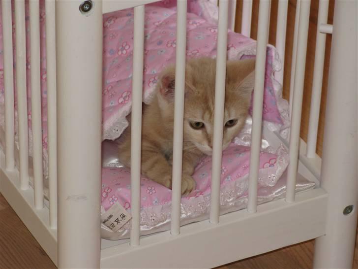 Blanding af racer Josefine - Josefine vil gerne låne dukkesengen og ligger gerne under dynen billede 7