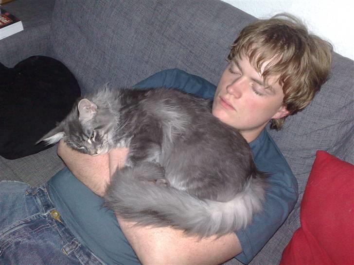 Maine Coon Gigolo Maximus billede 15