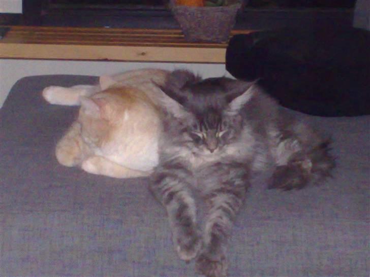 Maine Coon Gigolo Maximus billede 16