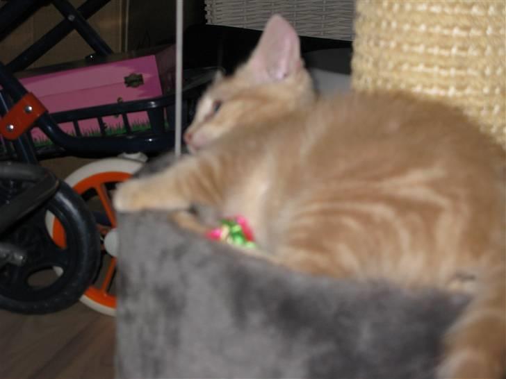 Blanding af racer Josefine billede 8