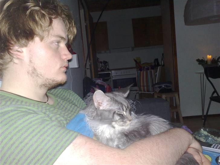 Maine Coon Gigolo Maximus billede 17