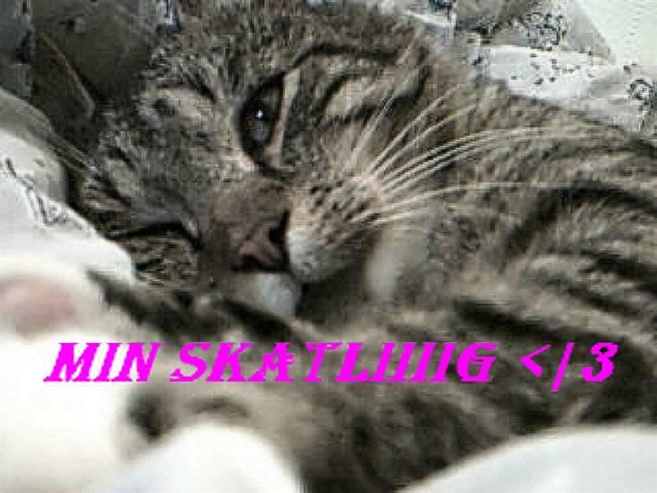 Huskat Silver King*RIP* billede 1