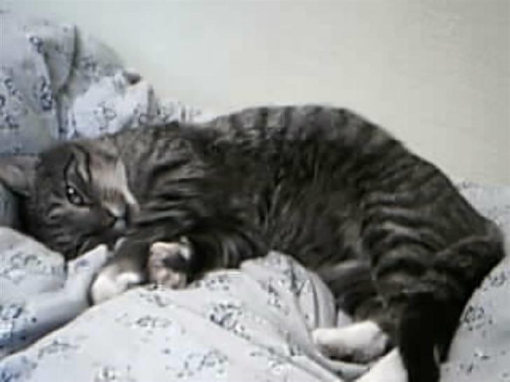 Huskat Silver King*RIP* - Se lige hvor dejlig jeg er <3 :´) billede 2