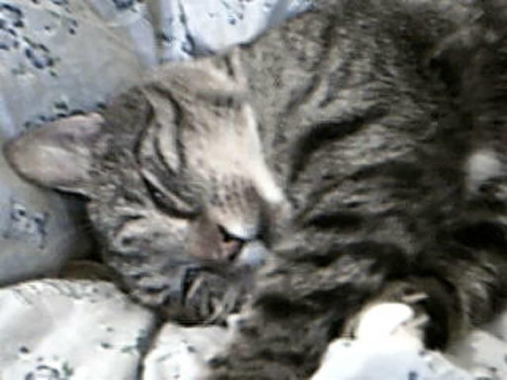 Huskat Silver King*RIP* billede 3