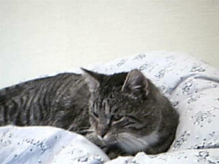 Huskat Silver King*RIP* billede 4