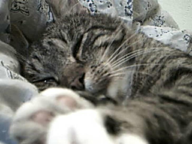 Huskat Silver King*RIP* billede 5