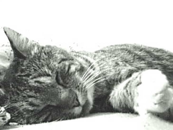 Huskat Silver King*RIP* billede 7