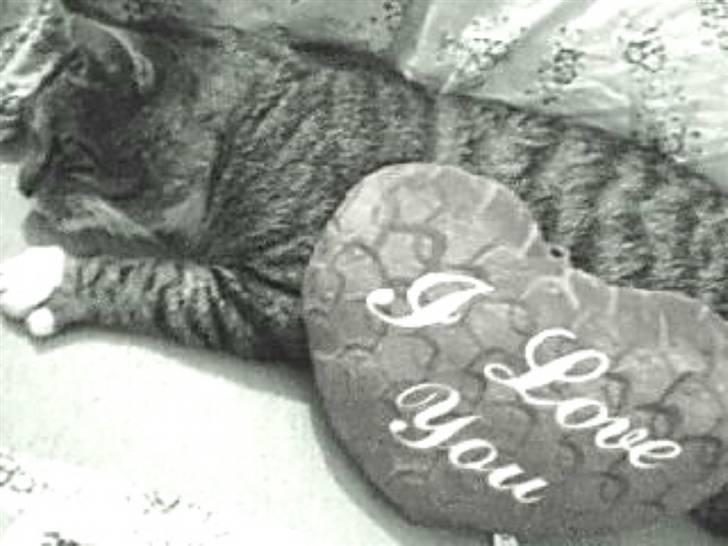 Huskat Silver King*RIP* billede 8