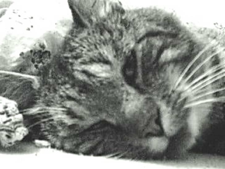 Huskat Silver King*RIP* billede 10