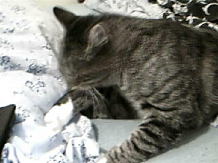 Huskat Silver King*RIP* billede 11