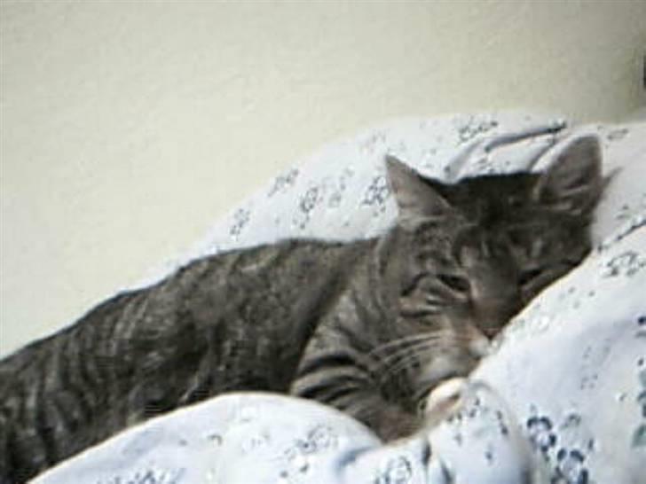 Huskat Silver King*RIP* billede 12