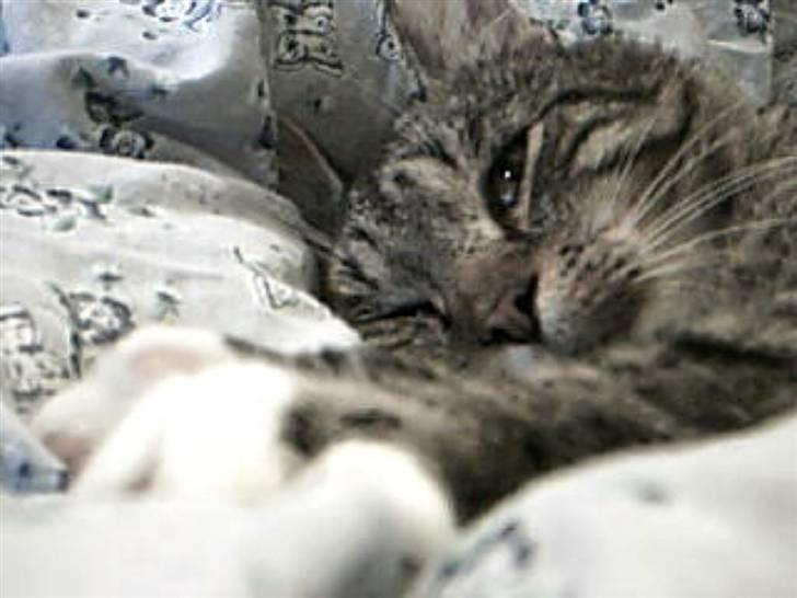 Huskat Silver King*RIP* billede 13