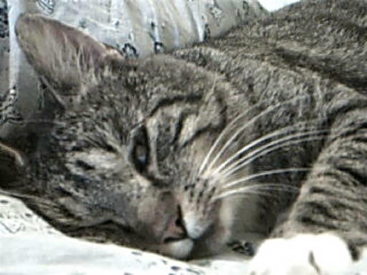 Huskat Silver King*RIP* billede 15