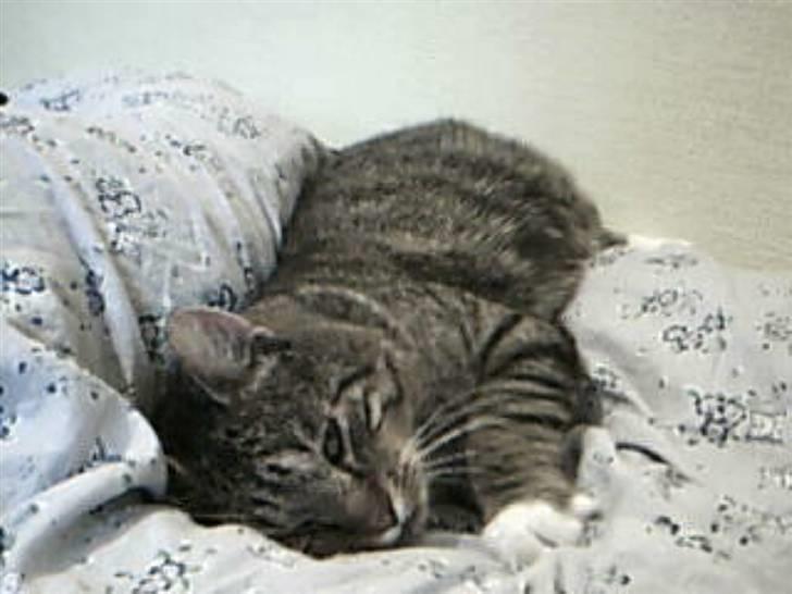 Huskat Silver King*RIP* billede 16